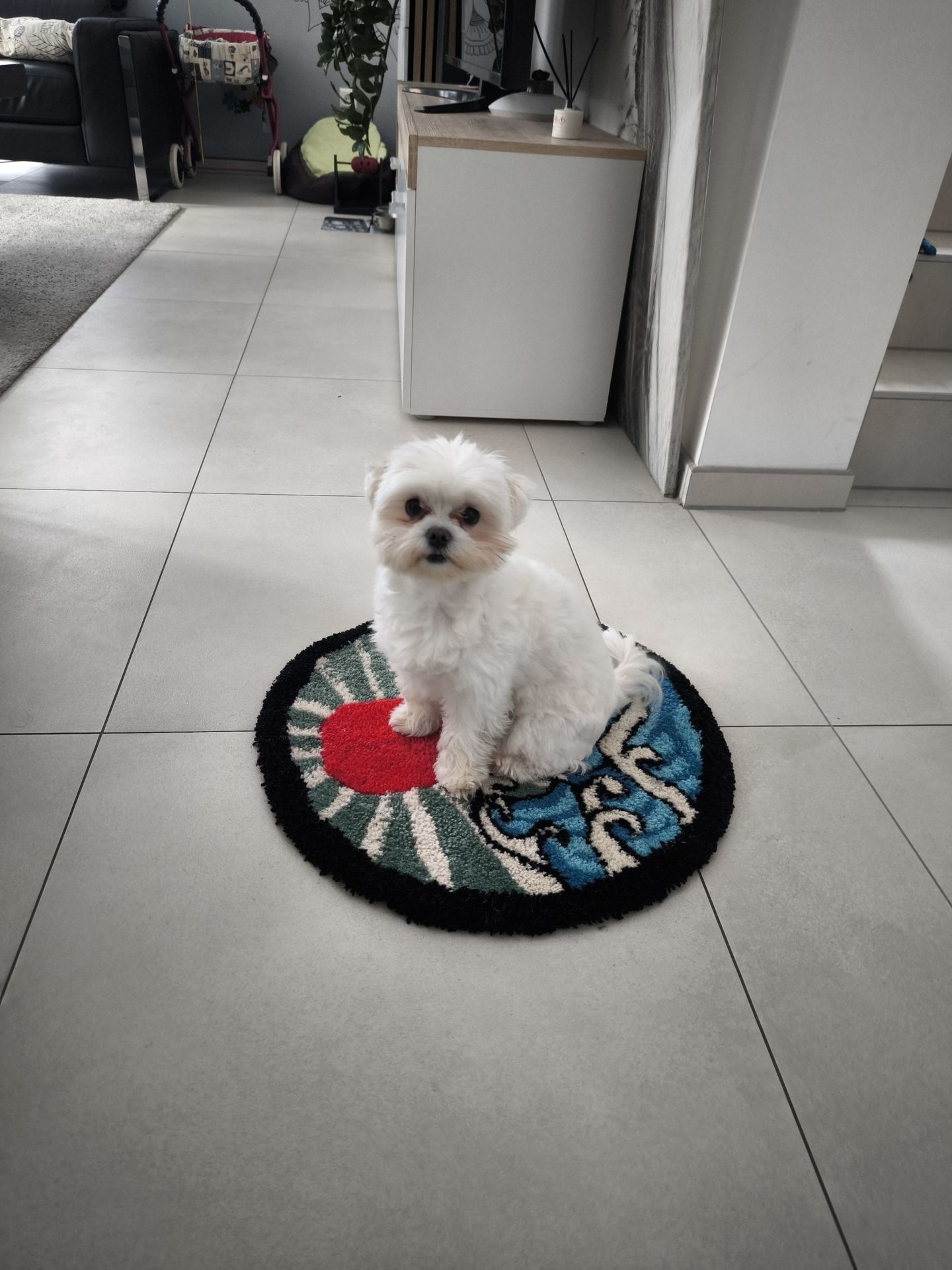 Mon chien Luna